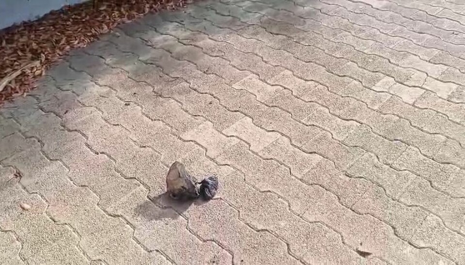 SKIT: Den som står bakom detta måste ha för mycket fritid och en bra näsklämma.