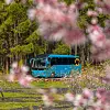 Blå buss på landevei omgitt av grønne trær og rosa blomster i forgrunn.